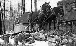 Harvested maple syrup being drawn by horses back to a boiling house near Chardon, Ohio.